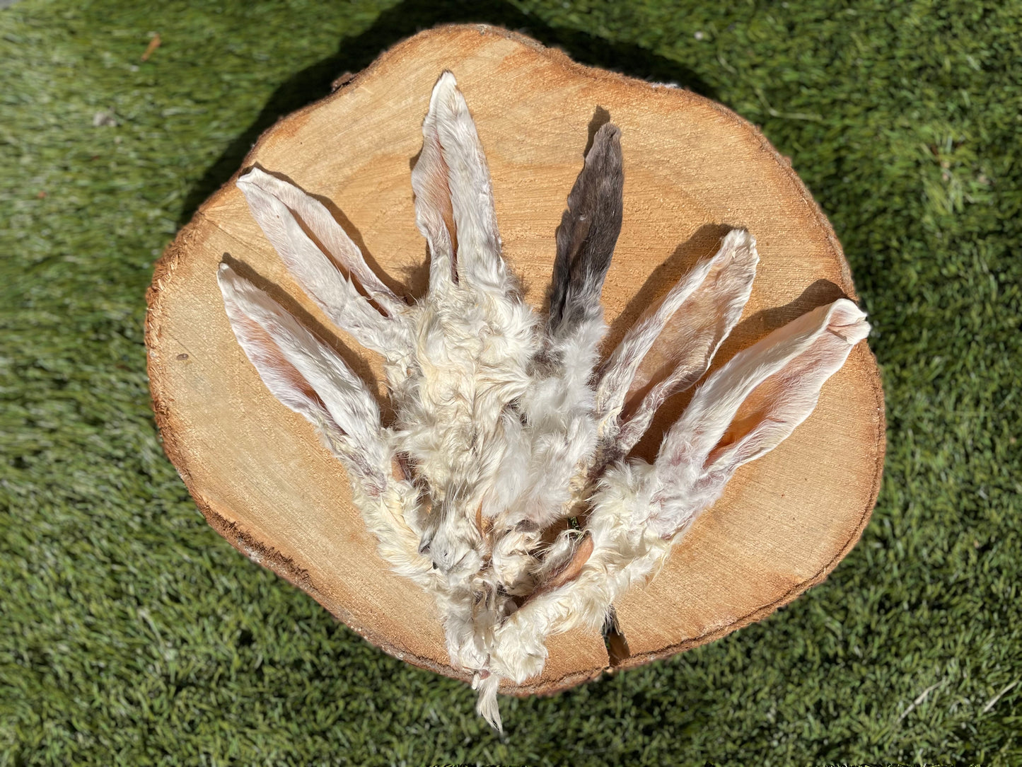 Rabbit Ears