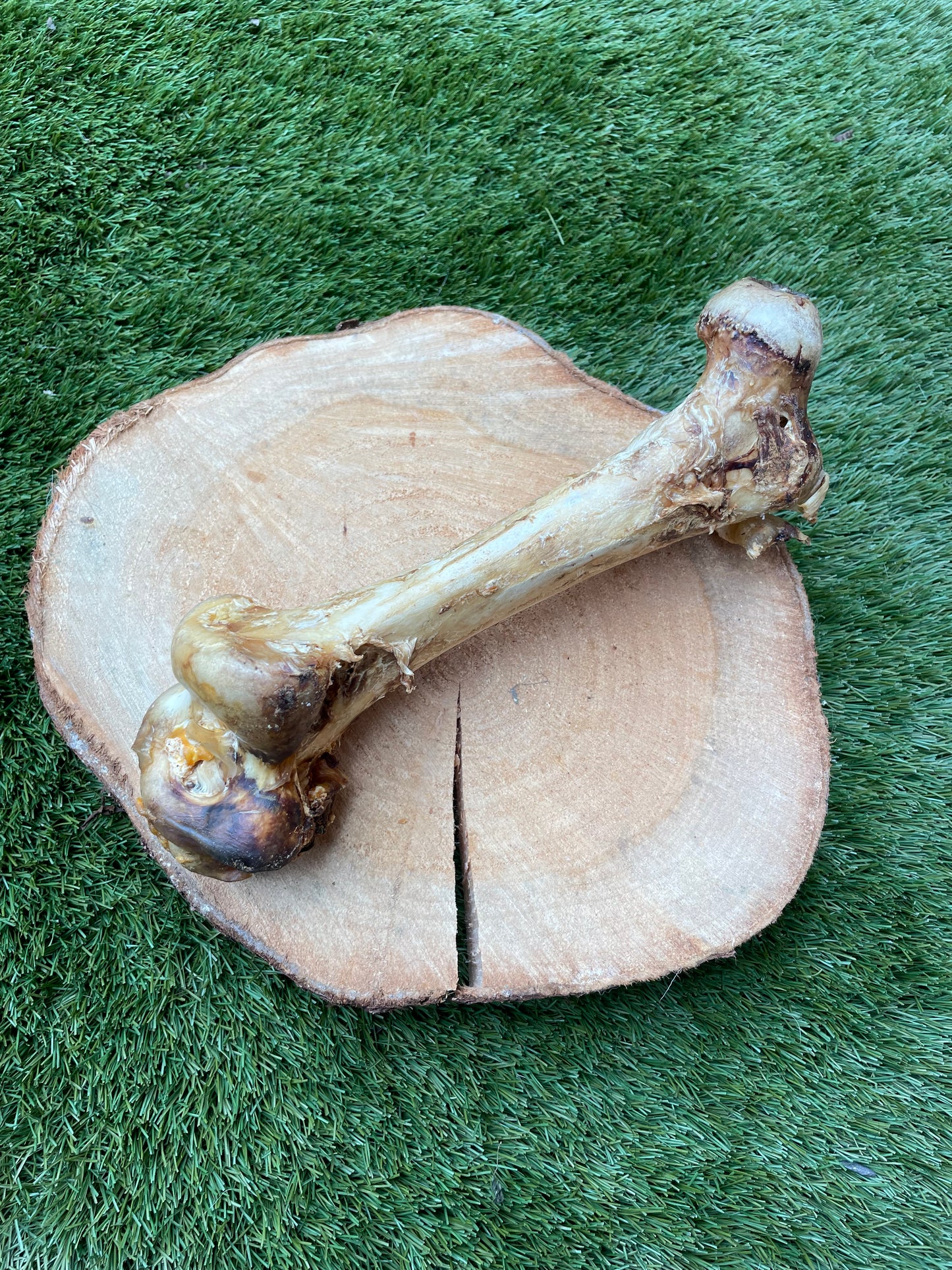 Ostrich Dino Bone