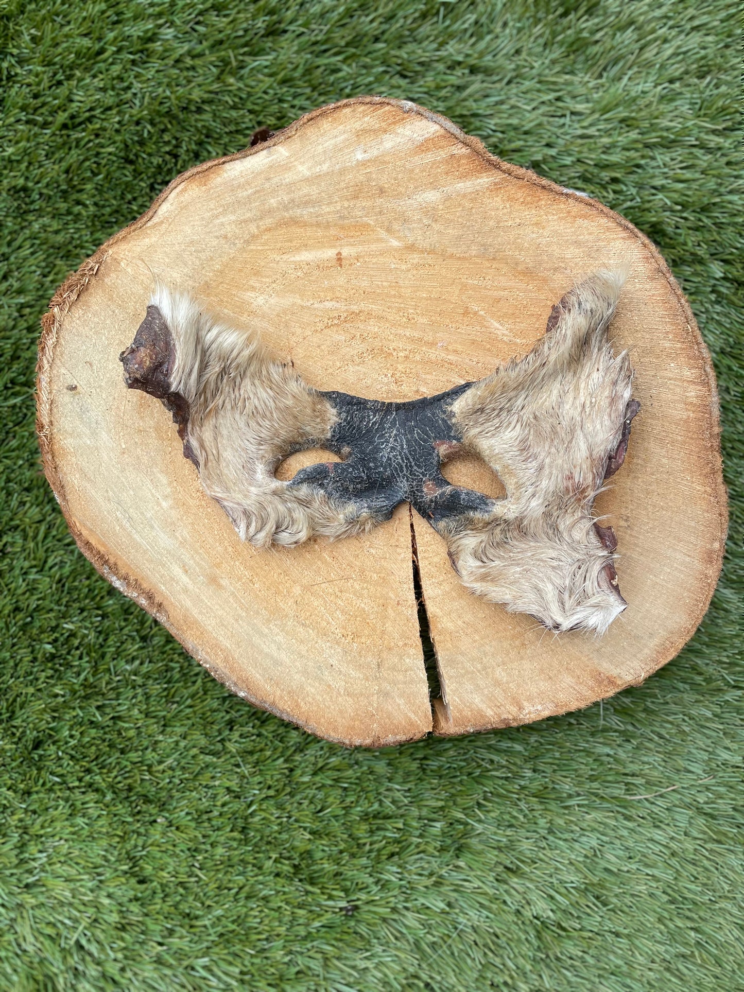 Hairy Bully Snout