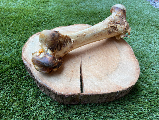 Ostrich Dino Bone