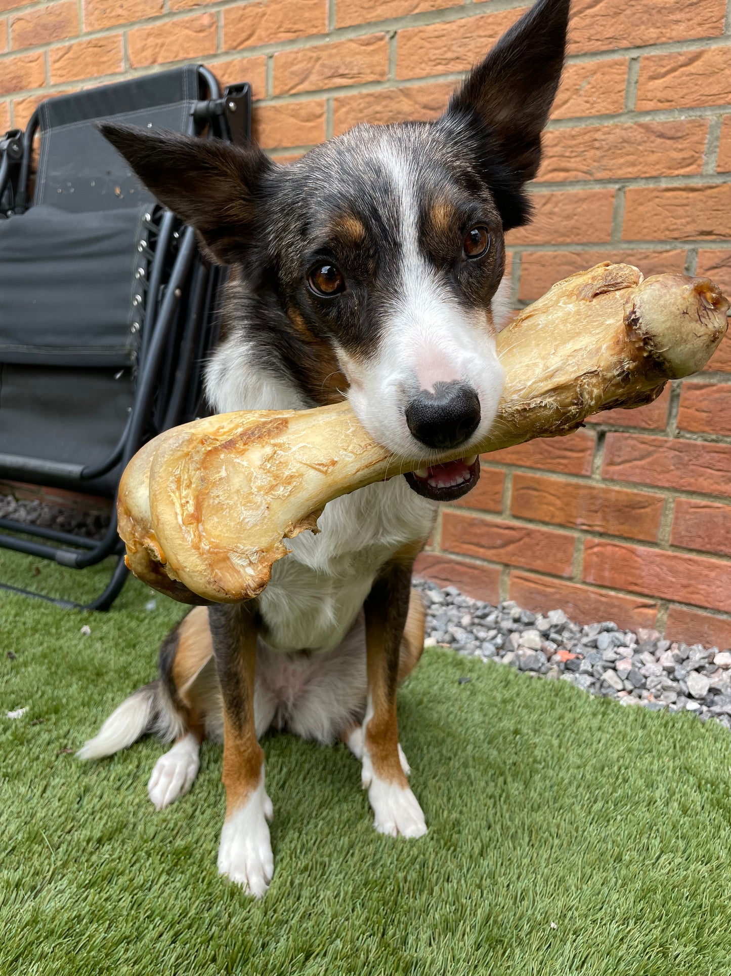 Ostrich Dino Bone