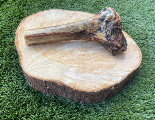 Ostrich Large Tibia Bone