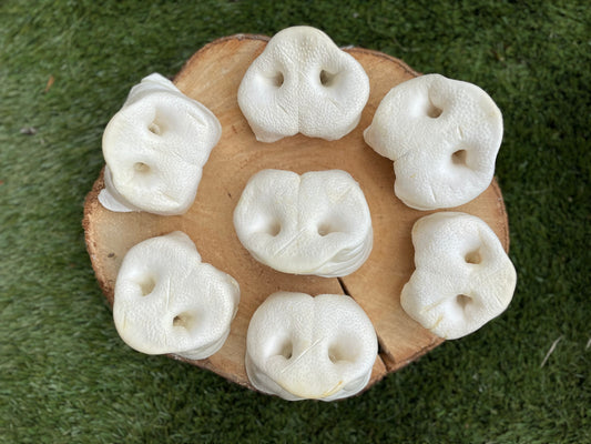 Puffed Pig Snout