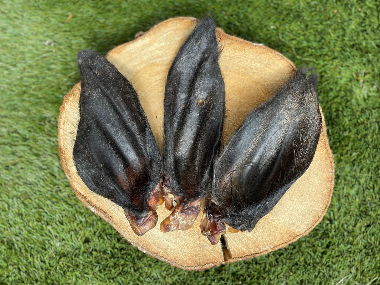 Hairy Buffalo Ear